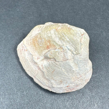 Natural Opalized Clam Shell