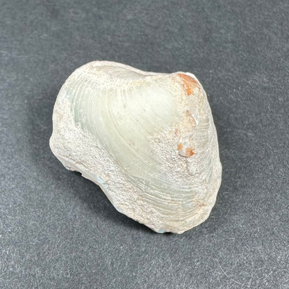 Natural Opalized Clam Shell