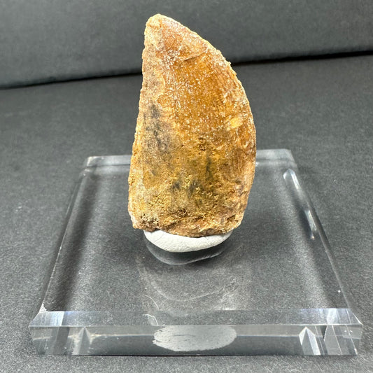 Carcharodontosaurus Tooth (LG/B) from Morocco