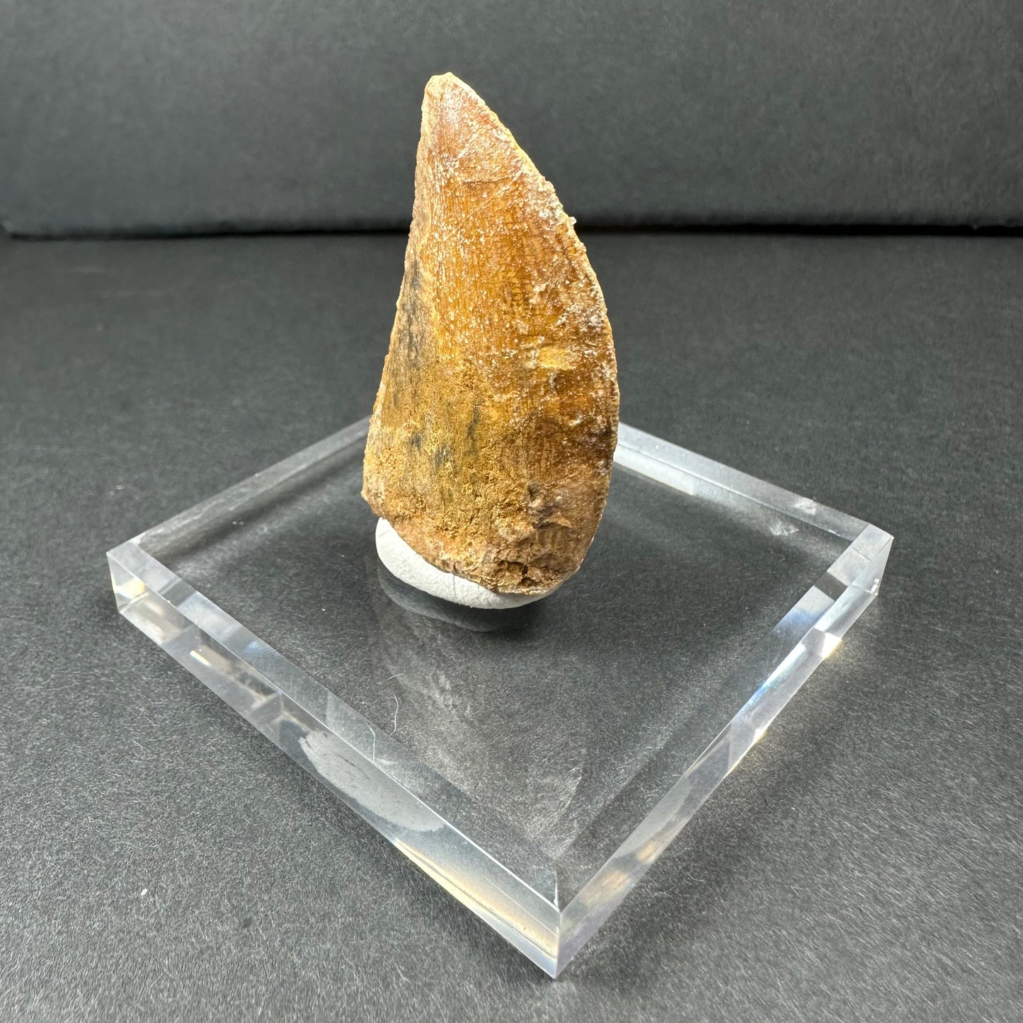Carcharodontosaurus Tooth (LG/B) from Morocco