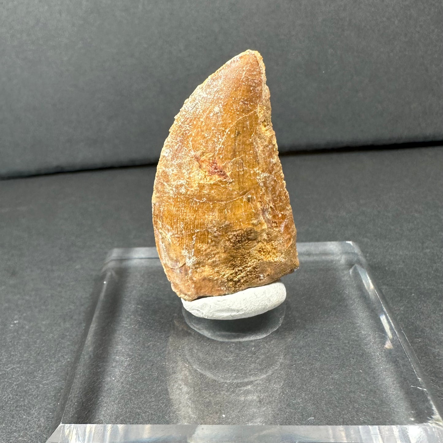 Carcharodontosaurus Tooth (LG/B) from Morocco