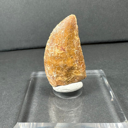 Carcharodontosaurus Tooth (LG/B) from Morocco