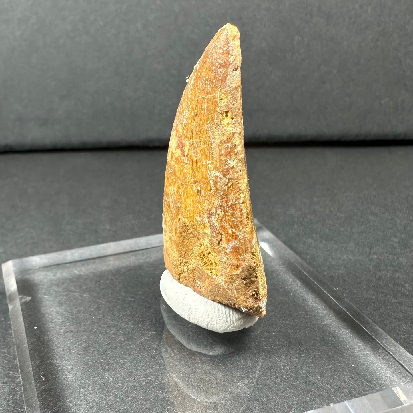 Carcharodontosaurus Tooth (LG/B) from Morocco