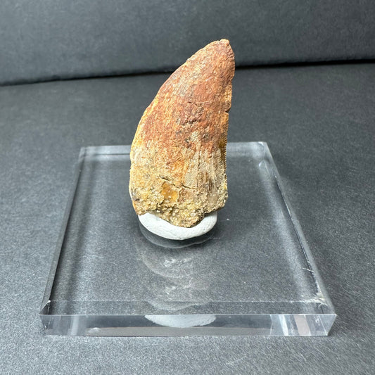 Carcharodontosaurus Tooth (MD/B) from Morocco