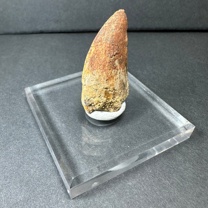 Carcharodontosaurus Tooth (MD/B) from Morocco