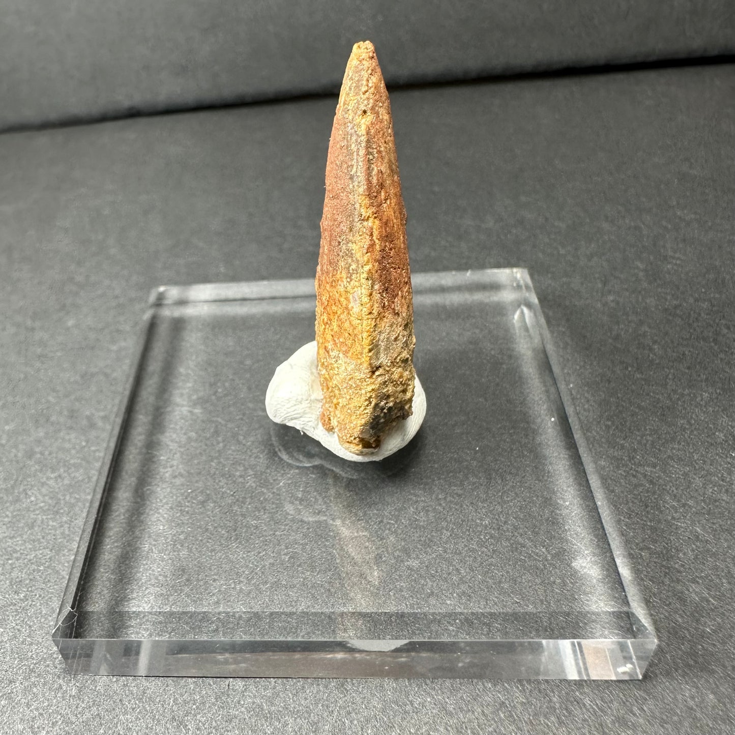 Carcharodontosaurus Tooth (MD/B) from Morocco