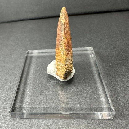 Carcharodontosaurus Tooth (MD/B) from Morocco