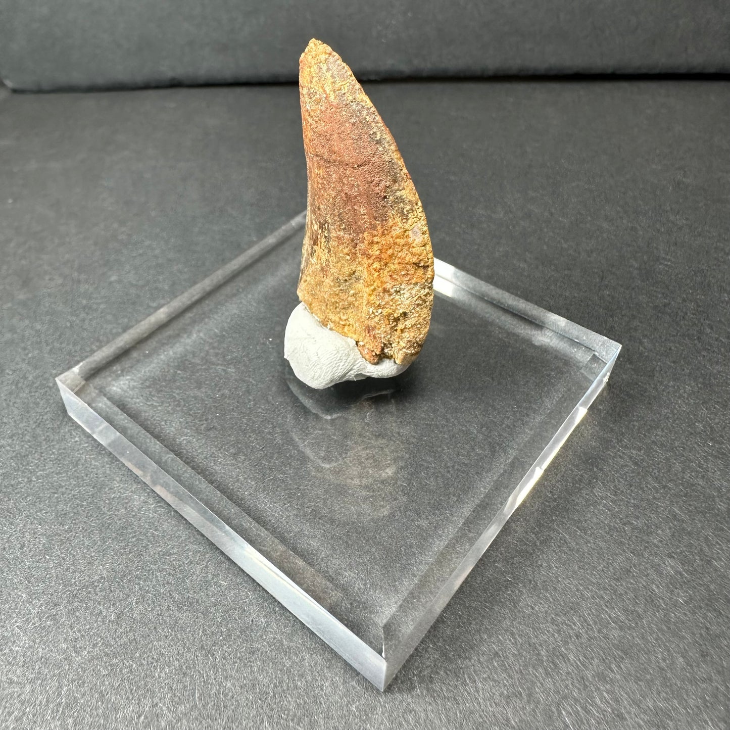 Carcharodontosaurus Tooth (MD/B) from Morocco