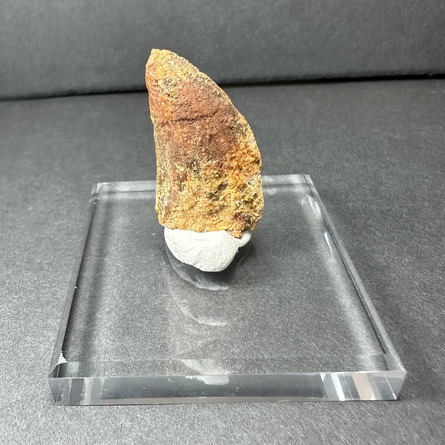 Carcharodontosaurus Tooth (MD/B) from Morocco
