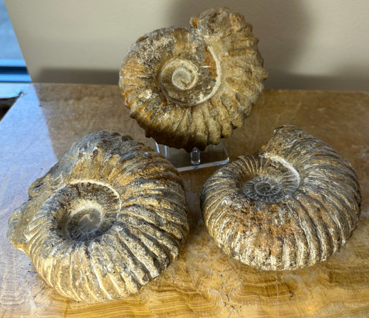 Ammonite Fossil from Morocco