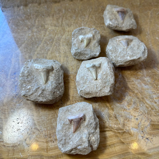 Otodus Obliquus Shark Tooth Fossil on Matrix from Morocco