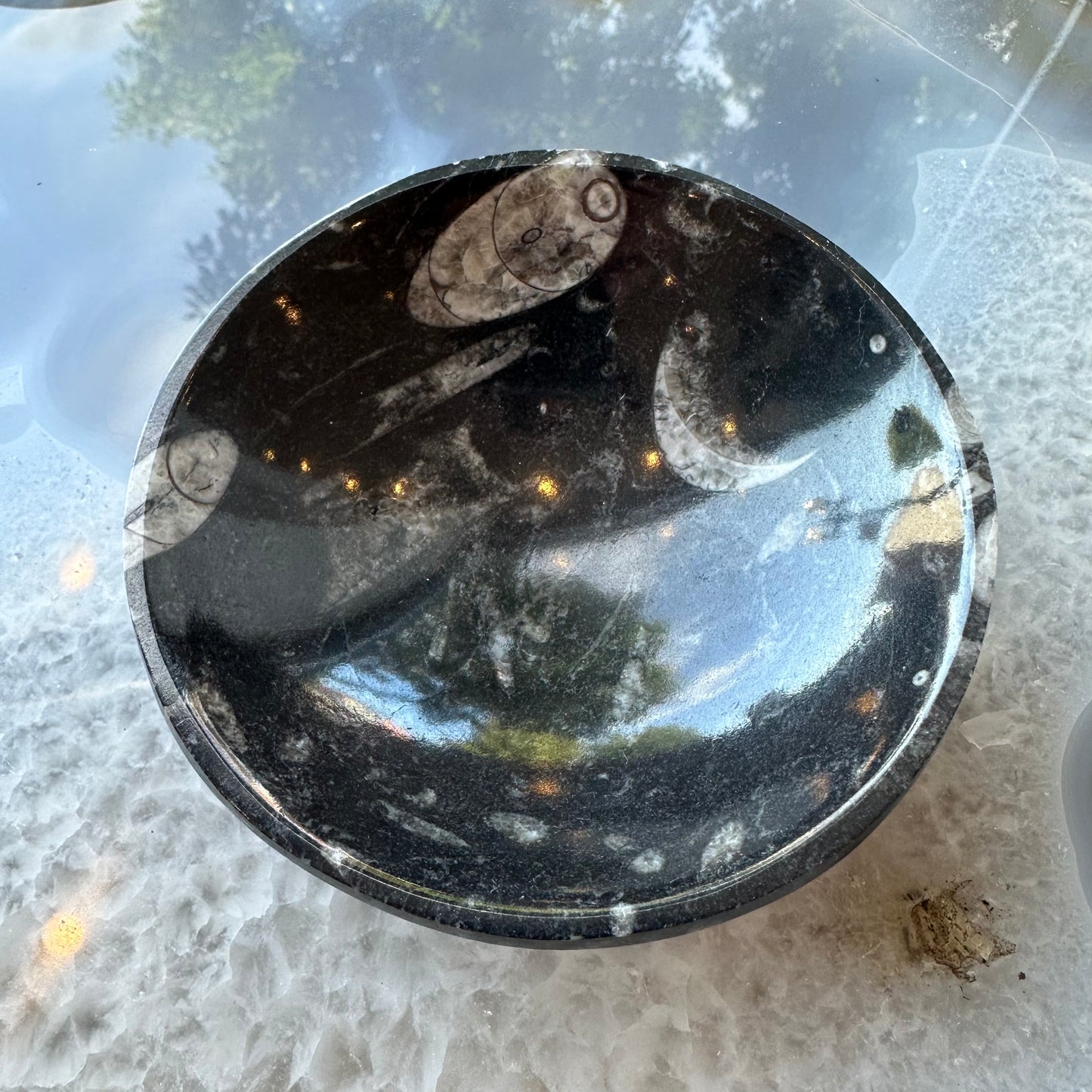 Orthoceras Fossils in Black Limestone Bowl from Atlas Mountains, Morocco