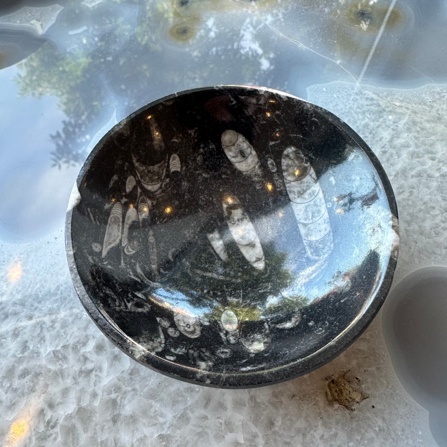 Orthoceras Fossils in Black Limestone Bowl from Atlas Mountains, Morocco