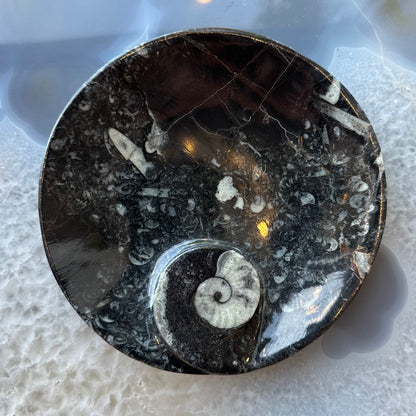 Ammonite & Orthoceras Fossils in Black Limestone Sculptured Plate from Morocco