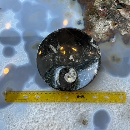 Ammonite & Orthoceras Fossils in Black Limestone Sculptured Plate from Morocco