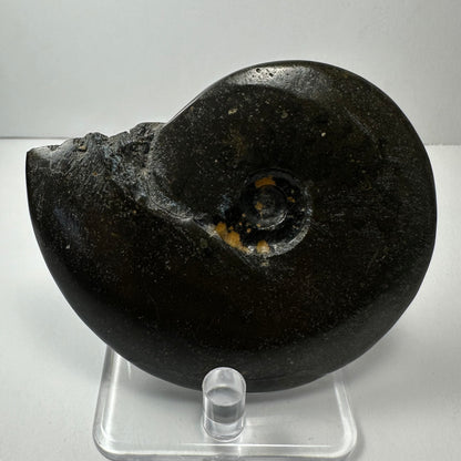 Ammonite Fossil from Morocco