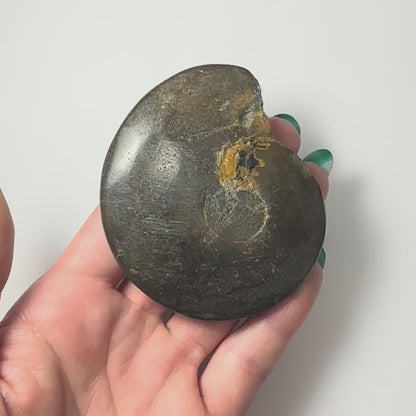Ammonite Fossil from Morocco