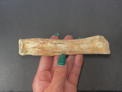 Fossilized Lytoloma Phosphate Leg Bone