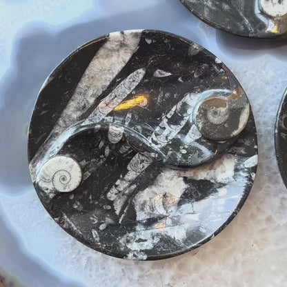Goniatite & Orthoceras Fossils in Black Limestone Polished Yin-Yang Plate from Morocco