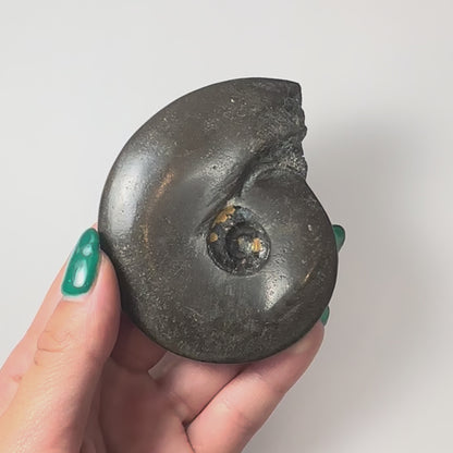 Ammonite Fossil from Morocco