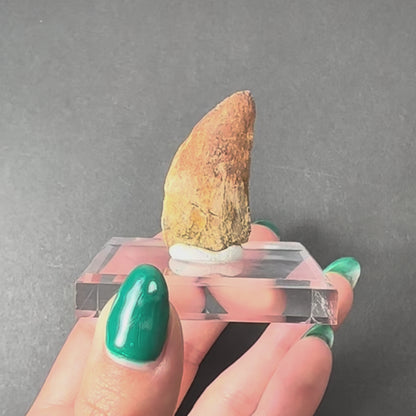 Carcharodontosaurus Tooth (MD/B) from Morocco
