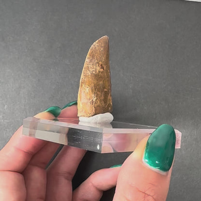 Carcharodontosaurus Tooth (LG/B) from Morocco