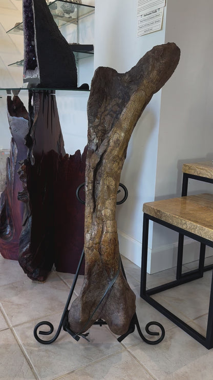 37" Hadrosaur Femur